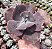 E. MOMORDICA CHARANTIA POTE 9 - Imagem 1