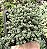 SED. DASYPHYLLUM MINOR POTE 7 - Imagem 1