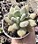 P. GLUTINICAULE MÉXICO POTE 9 - Imagem 1