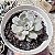 E. LAULENSIS POTE 9 - Imagem 1