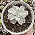 E. SUBSESSILIS VAR. (PEQUENA) POTE 9 - Imagem 1