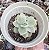 E. LEMON LIME VAR. POTE 9 - Imagem 1