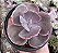 E. GIBB. PURPLE CREEP POTE 11 - Imagem 1