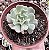 E. PINWHEEL  POTE 9 - Imagem 1