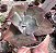 E. GIBB. DRAGONAS POTE 9 - Imagem 1