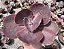 E. GIBB. JAPÃO X MAHOGANY POTE 11 - Imagem 1