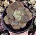 E. GIBB. KISSING POTE 9 - Imagem 1