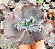 E. GIBB. MAUVE JADE POTE 11 - Imagem 1