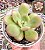 E. APPLE CANDY POTE 9 - Imagem 1