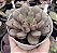 GRAP. AMETHORUM GRAPE (CHINA) POTE 9 - Imagem 1