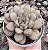 GRAP. AMETHORUM GRAPE (CHINA) POTE 9 - Imagem 1