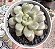 GRAP. AMETHORUM GRAPE (CHINA) POTE 9 - Imagem 1