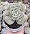 GRAP. LOVELY ROSE RED COLOR POTE 9 - Imagem 1