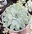E. QUEEN ROSE VAR. POTE 9 - Imagem 1