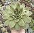 E. WILD SPEAR POTE 9 - Imagem 1