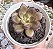 E. HB. MORANI X SUBCORYMBOSA (1) POTE 9 - Imagem 1