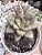 E. HB. MORANI X SUBCORYMBOSA (4) POTE 9 - Imagem 1