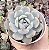 E. PINK ORANGE POTE 9 - Imagem 1