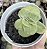 E. ICE ROSE VARIEGATA POTE 9 - Imagem 1