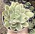 E. LUELLA VAR. POTE 9 - Imagem 1