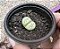 LITHOPS 2 POTE 6 - Imagem 1