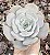 E. MOONDUST POTE 9 - Imagem 1