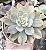 E. PINK VERA VAR. POTE 9 - Imagem 1