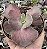E. GIBB. SUYON FRILLS VAR. POTE 9 - Imagem 1
