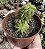 PEPEROMIA DOLABRIFORMIS POTE 9 - Imagem 1