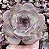 E. DARK OPAL POTE 9 - Imagem 1