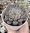 E. XISPIRITA POTE 9 - Imagem 1