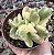 COTY. TOMENTOSA VAR. POTE 9 - Imagem 1