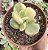 COTY. TOMENTOSA VAR. POTE 9 - Imagem 1