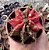 GYMNOCALYCIUM MIHANOVICHII (1) POTE 6 - Imagem 1