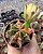 GYMNOCALYCIUM MIHANOVICHII (2) POTE 6 - Imagem 1