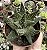HAWORTHIA MARGARITIFERA POTE 9 - Imagem 1
