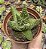 HAWORTHIA MARGARITIFERA POTE 9 - Imagem 1
