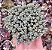SED. LILAC MOND POTE 9 - Imagem 1