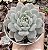 E. PUMILA X MONT BLANC POTE 9 - Imagem 1