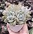 E. PUMILA X MONT BLANC POTE 9 - Imagem 1