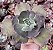 E. GIBB. CRISONTIDE POTE 11 - Imagem 1