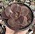 E. GIBB. MAHOGANY ROSE POTE 9 POUCA RAIZ - Imagem 1