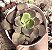 E. JULYANA POTE 9 - Imagem 1