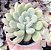 E. XYLITOL POTE 9 - Imagem 1