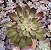 E. PERSEFONE RUBRA POTE 9 - Imagem 1