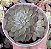 E. LITTLE DWARF POTE 9 - Imagem 1