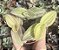 TRADESCANTIA SILLAMONTANA VAR. POTE 9 - Imagem 1