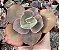 E. GIBB. CUENCA (CARÚNCULAS) POTE 9 - Imagem 1