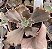E. GIBB. CAMPFIRE (CARÚNCULAS) POTE 9 - Imagem 1