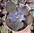 E. GIBB. ZIHE (CARÚNCULAS) POTE 9 - Imagem 1